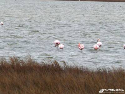 Daroca Salvaje_Gallocanta-Pinsapar de Orcajo; cascada gujuli rio tietar lavanda brihuega ulaca manch